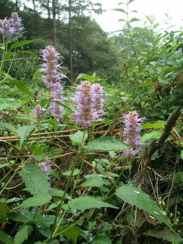 방아풀 사진 - Isodon japonicus (Burm.) Hara Photos