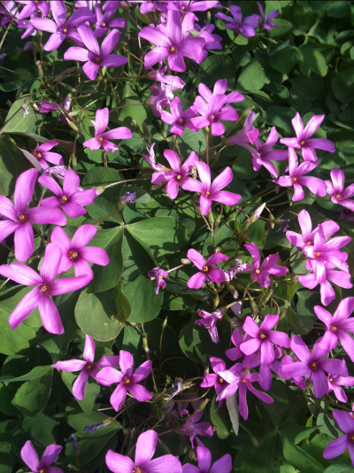 사랑초 사진 - Oxalis triangularis Photos