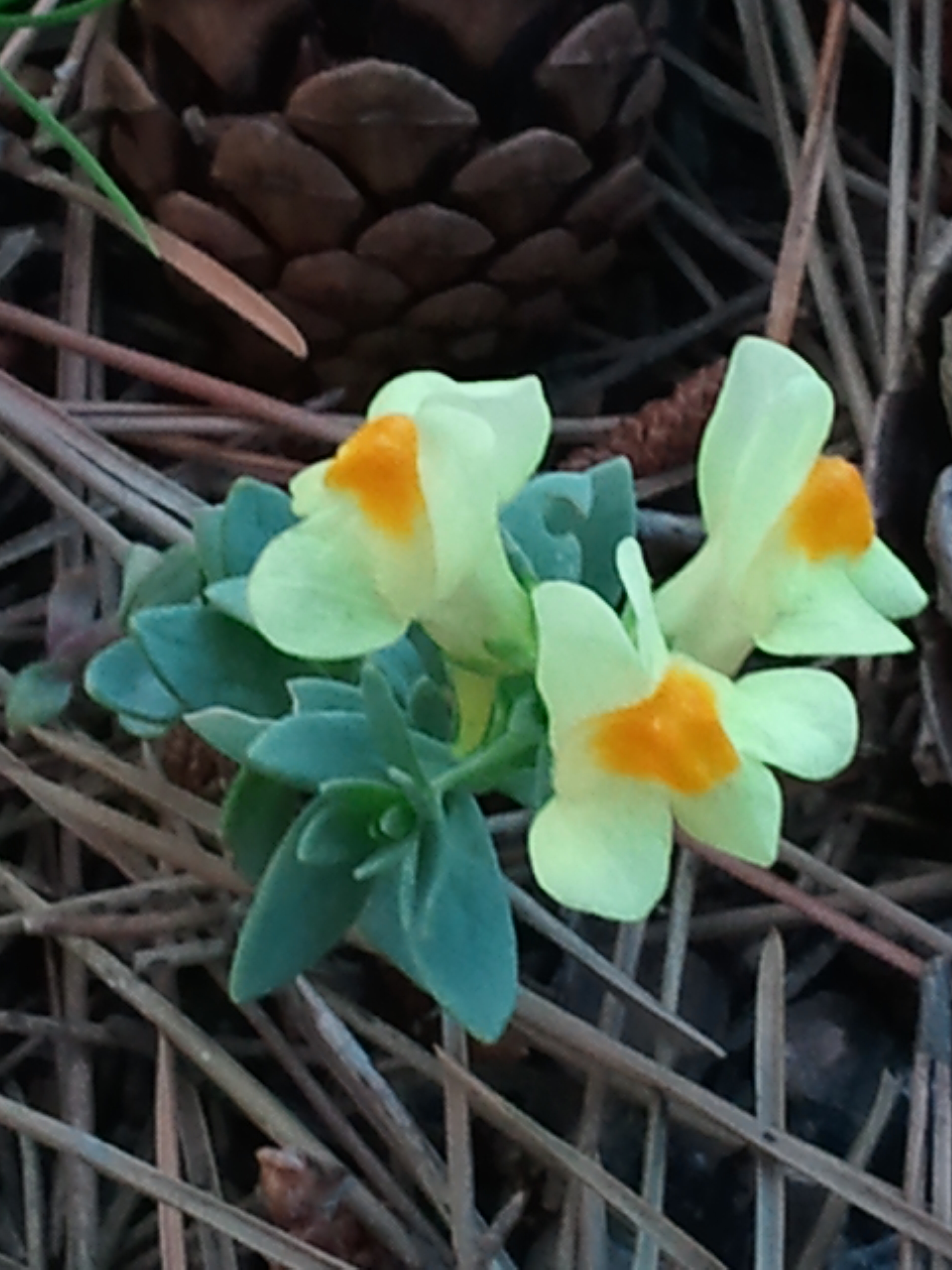 해란초 - Linaria japonica Miq.