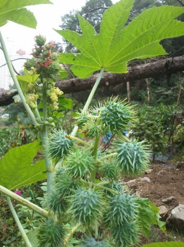 피마자 사진 - Ricinus communis L. Photos