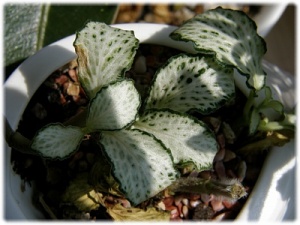 화이트스타 사진 - Fittonia White Star Photos