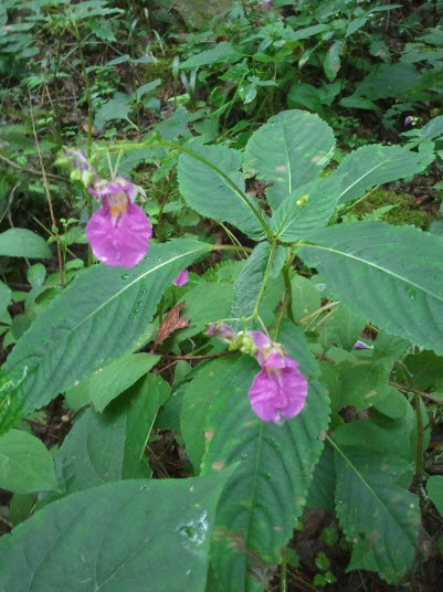 물봉선 - Impatiens textori