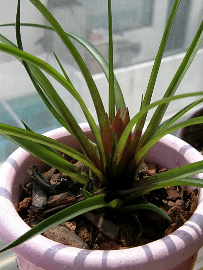 틸란디시아 사진 - Tillandsia bergeri Photos