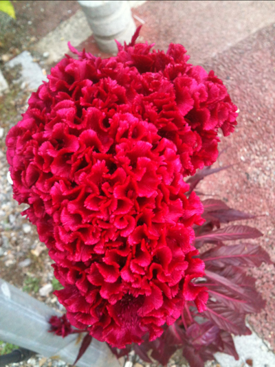 맨드라미 사진 - Celosia cristata L. Photos