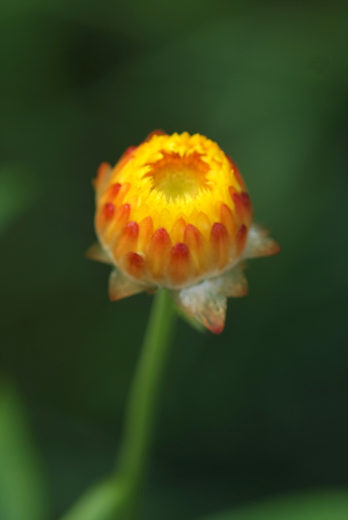 밀짚꽃 - straw flower, Helichrysum bracteatum