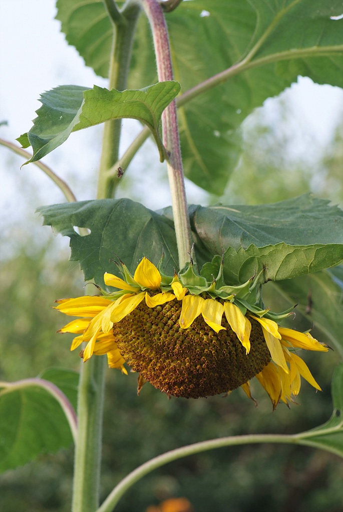 해바라기 - Sunflower, Helianthus annuus
