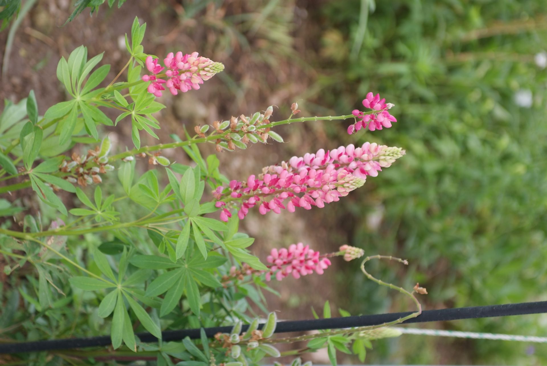 루피너스 - lupine, Lupinus spp