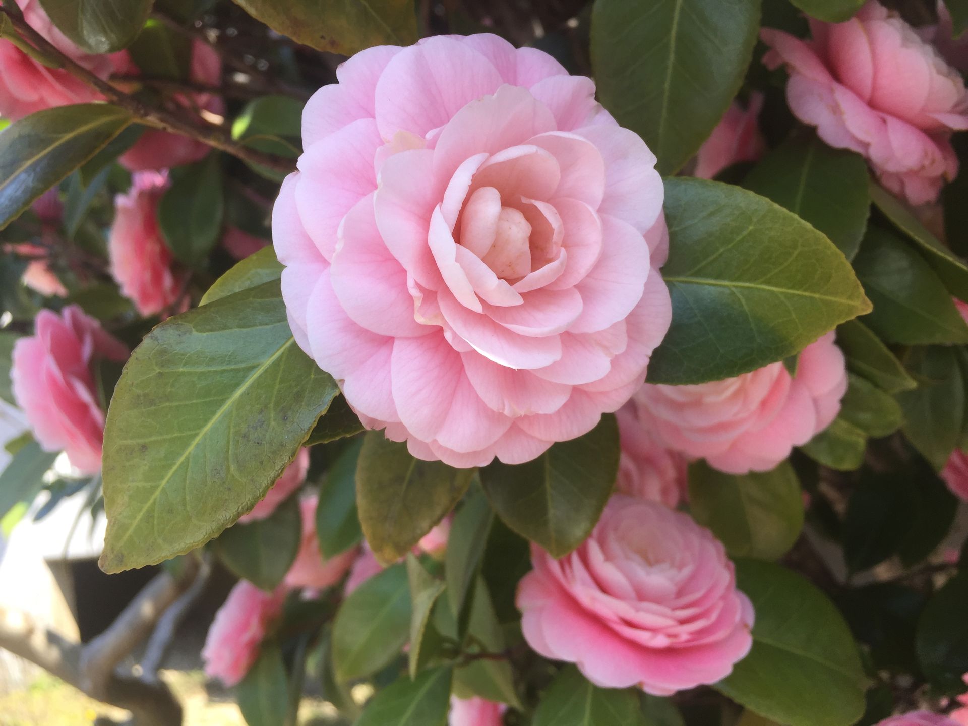 동백나무 - Camellia japonica L.