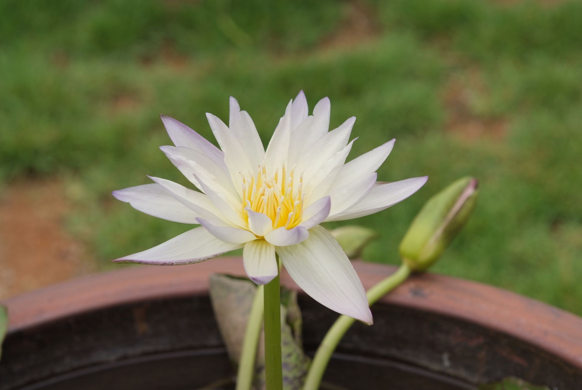 수련 - Nymphaea tetragona var. angusta