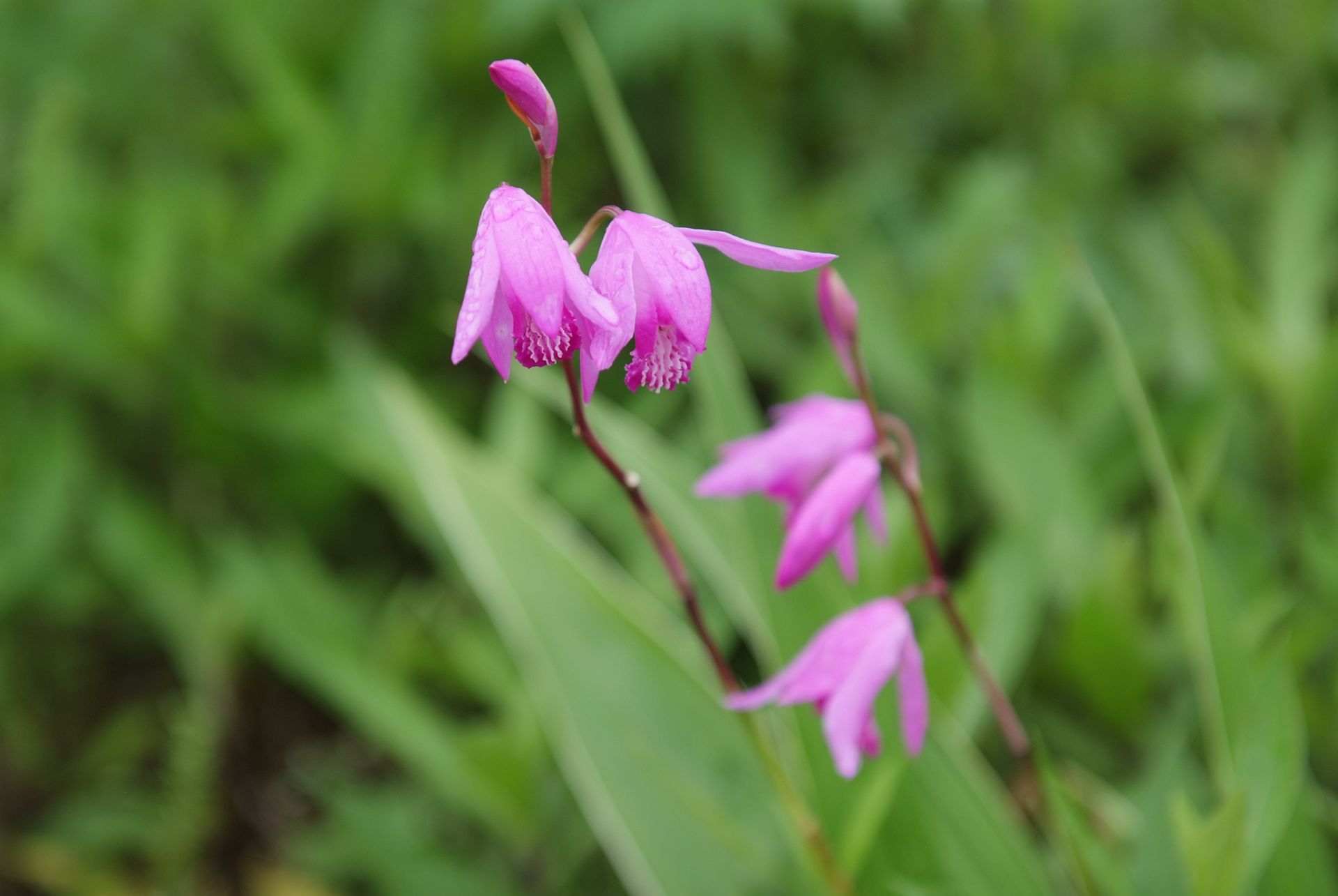 자란 - Bletilla striata (Thunb. ex Murray) Rchb.f.
