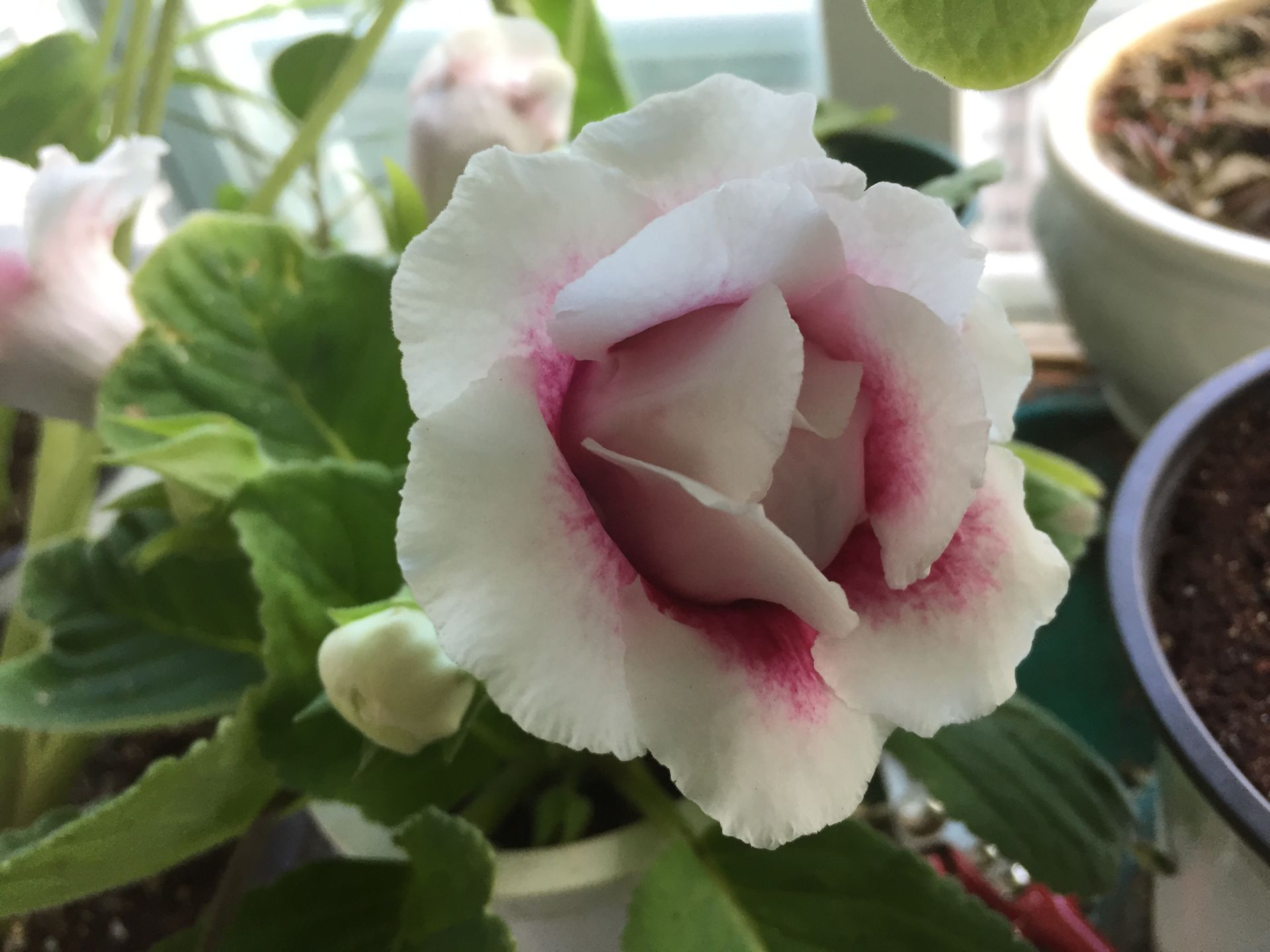 글록시니아 - Gloxinia, Sinningia speciosa