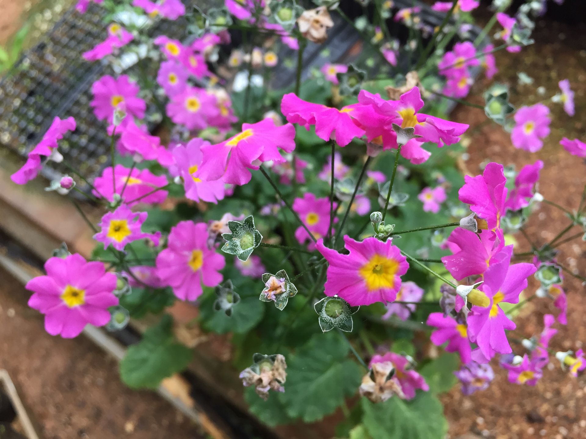 앵초 -  East Asian primrose, Primula sieboldii E.Morren