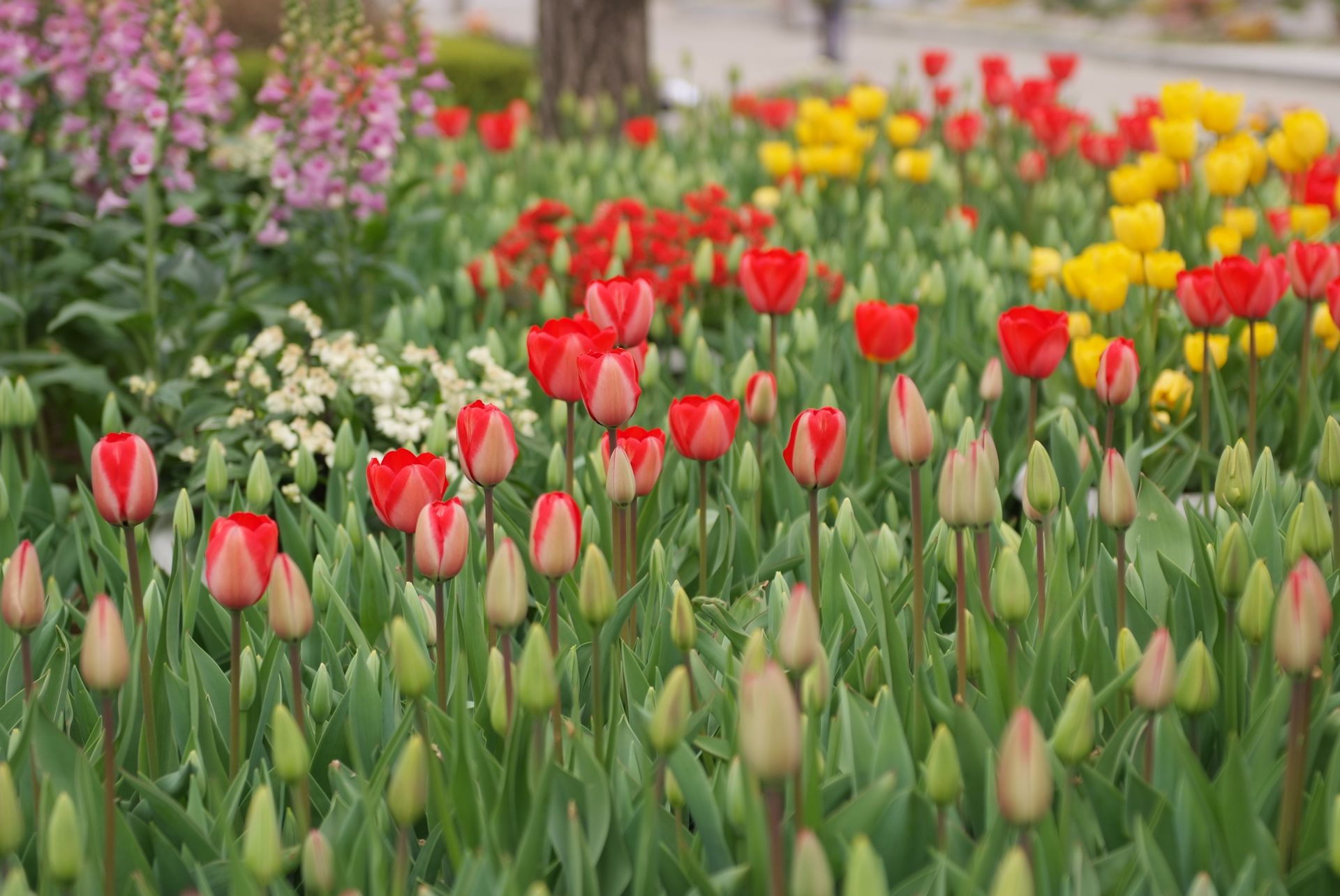 튤립 - Tulip, Tulipa gesneriana