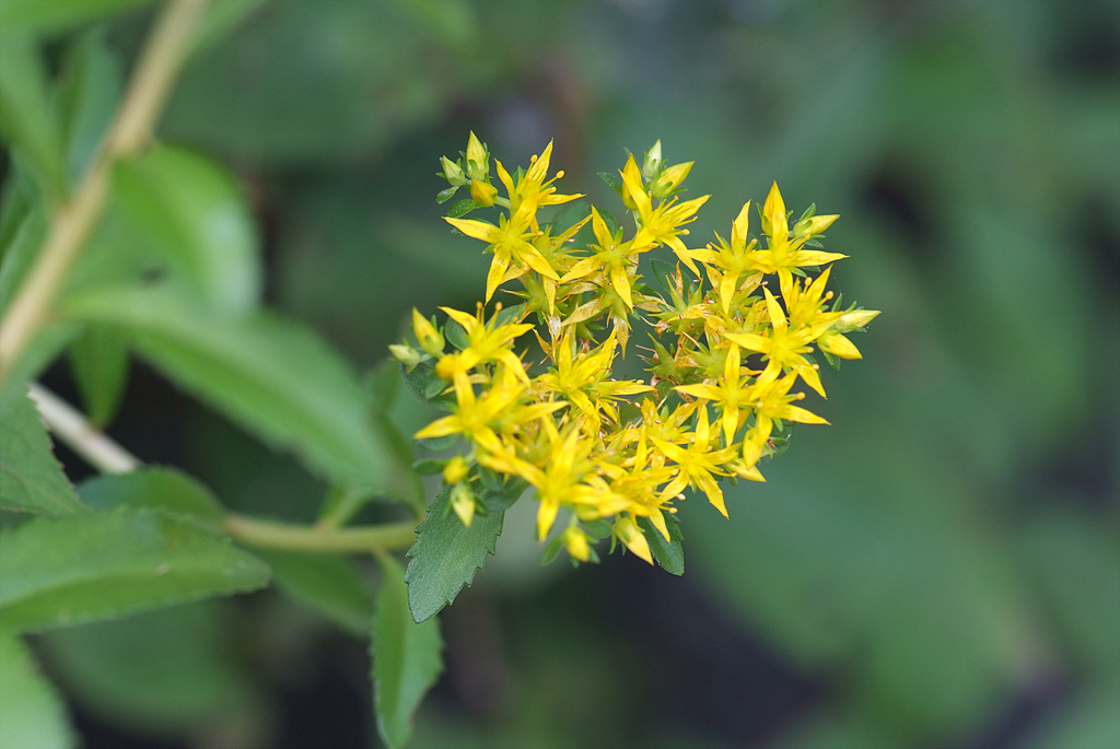 기린초 - girr, Sedum kamtschaticum