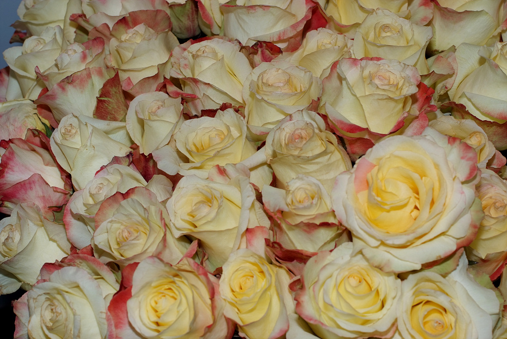 장미 - Rose, Rosa hybrida