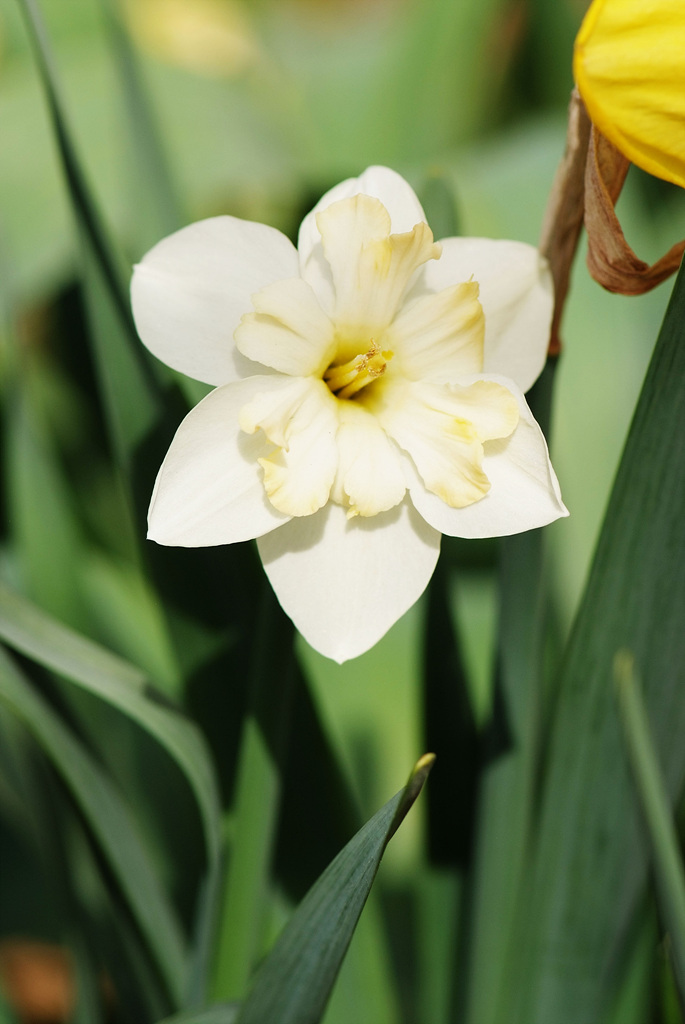 수선화 - daffodil, Narcissus tazetta var. chinensis