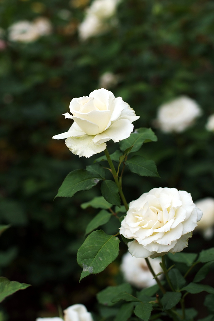 장미 - Rose, Rosa hybrida