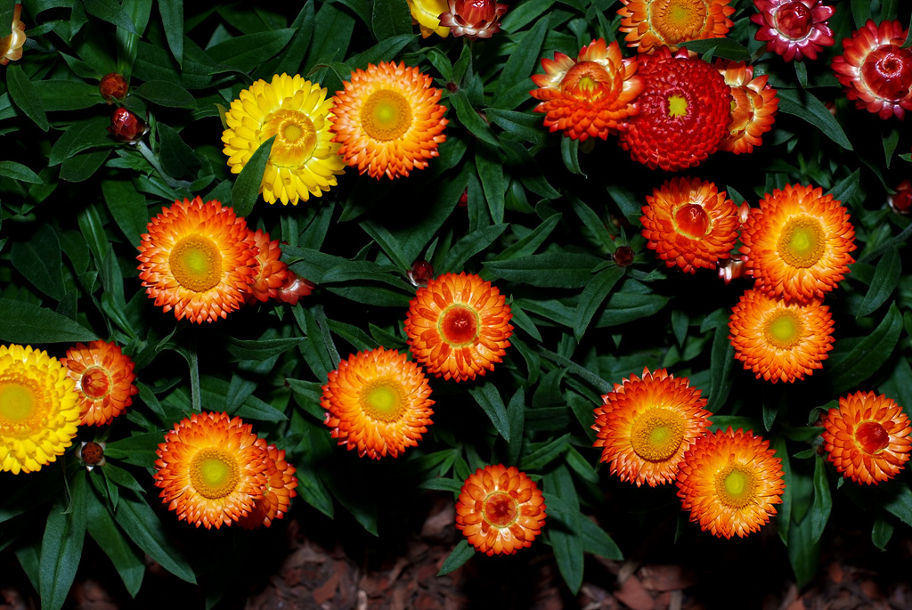 밀짚꽃 - straw flower, Helichrysum bracteatum