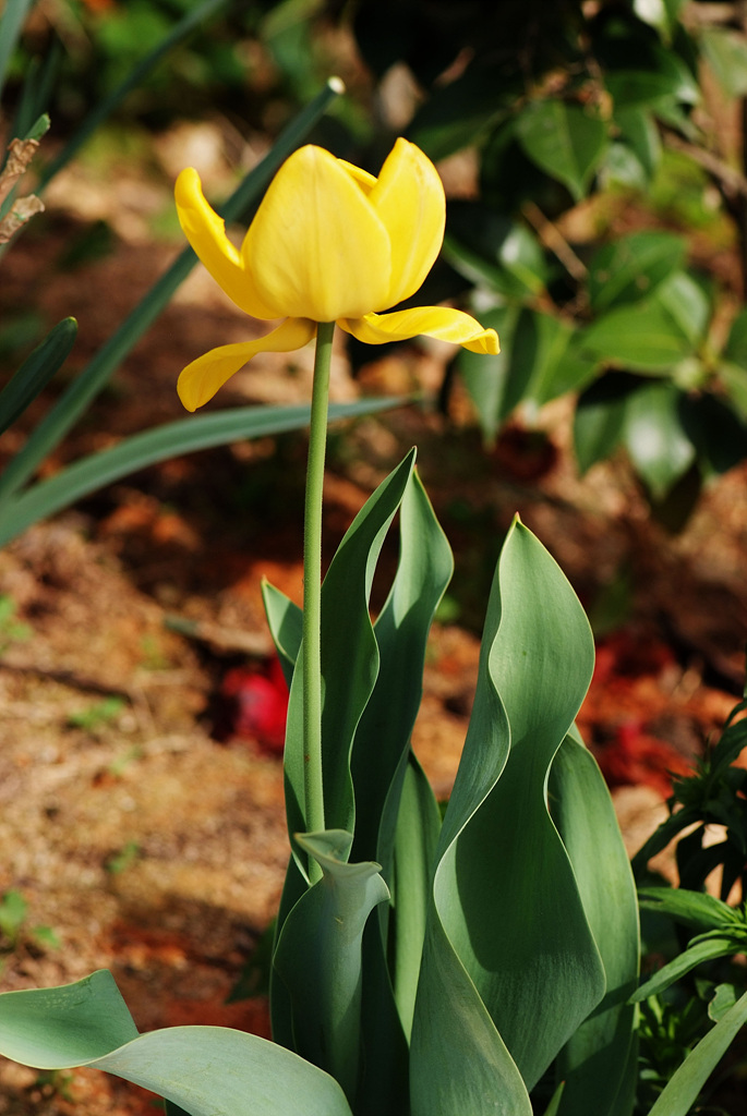 튤립 - Tulip, Tulipa gesneriana