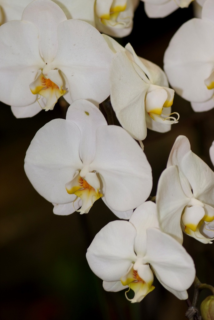 호접란 - Moth orchids, phalaenopsis