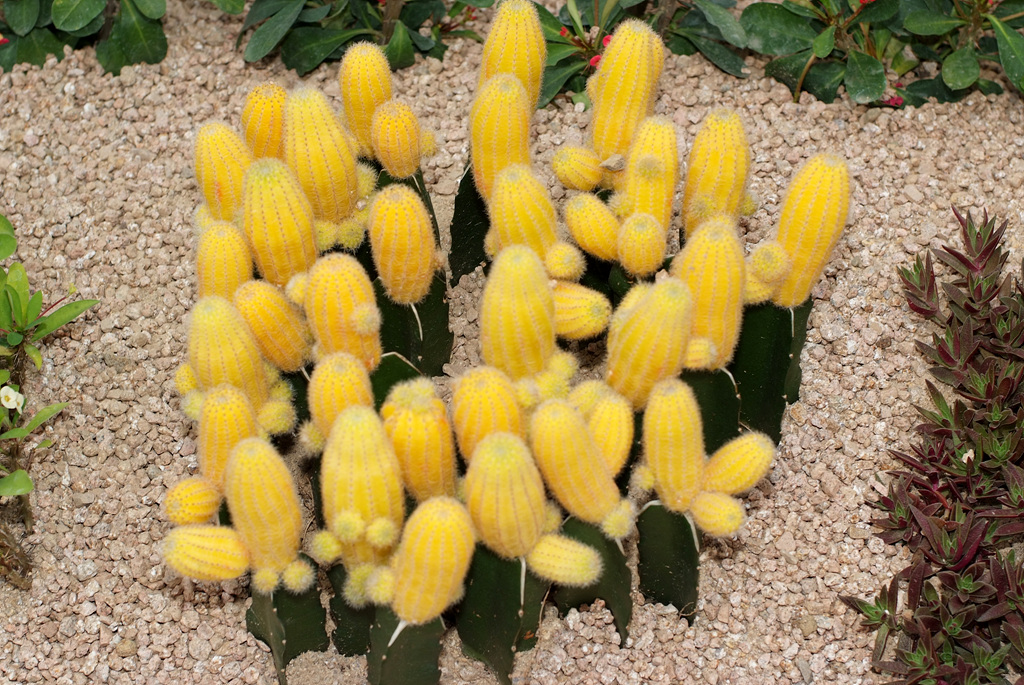 선인장 - Opuntia ficus-indica Mill.