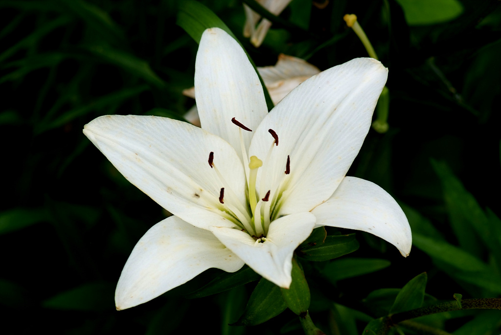 백합 - Lily, Lilium longiflorum Thunb.