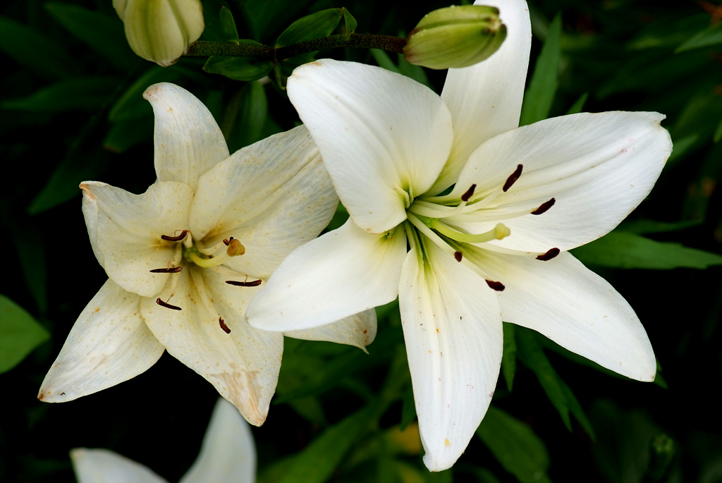 백합 - Lily, Lilium longiflorum Thunb.