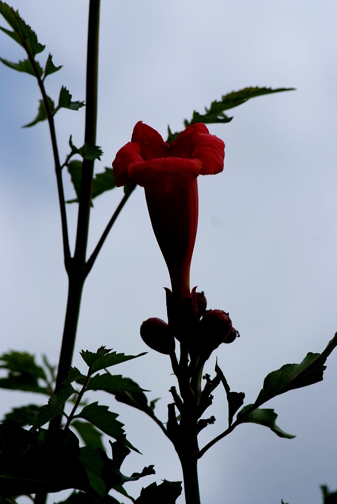 미국능소화 - Trumpet vine, Campsis radicans