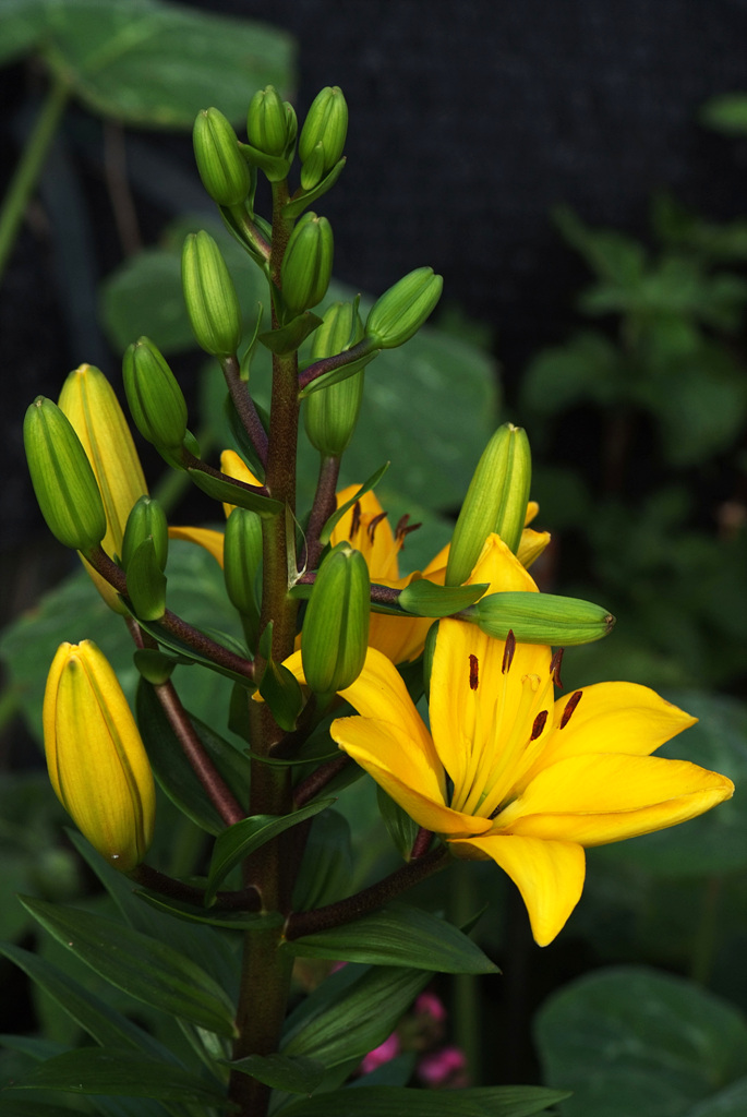 백합 - Lily, Lilium longiflorum Thunb.