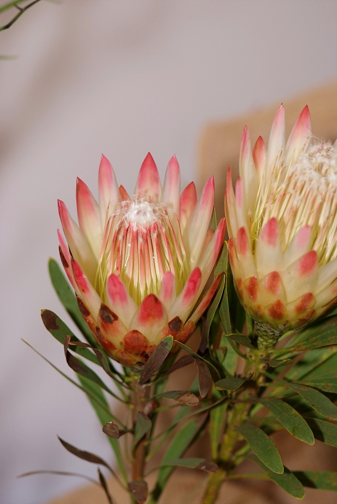 프로티아 리펜스 - Sugarbush, common sugarbush, real sugarbush, honey protea, suikerbos, stroopbos, Protea repens