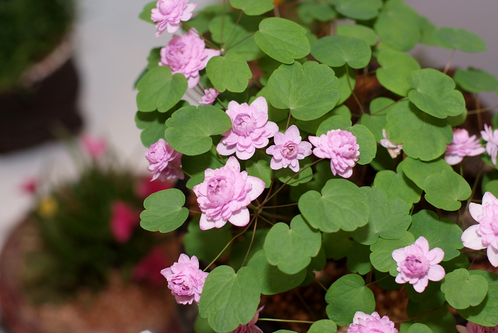 꿩의비름 - bryophyllum, Hylotelephium erythrostictum (Miq.) H.Ohba