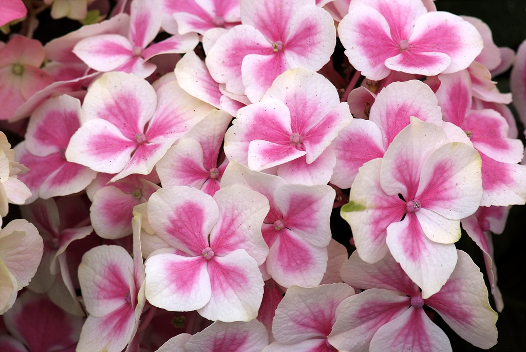수국 - Hydrangea, Hydrangea macrophylla (Thunb.) Ser. for. otaksa (Siebold & Zucc.) E. H. Wilson