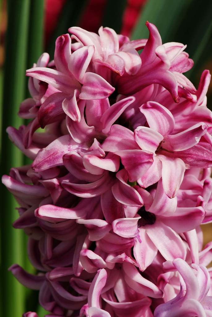 히아신스 - Hyacinth, Hyacinthus orientalis L.