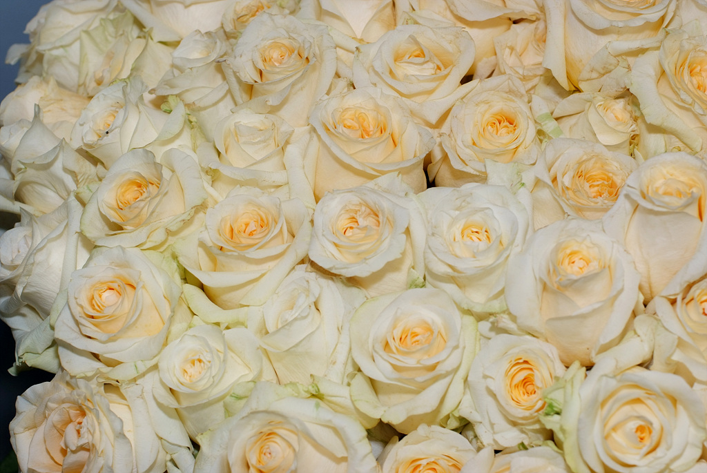 장미 - Rose, Rosa hybrida