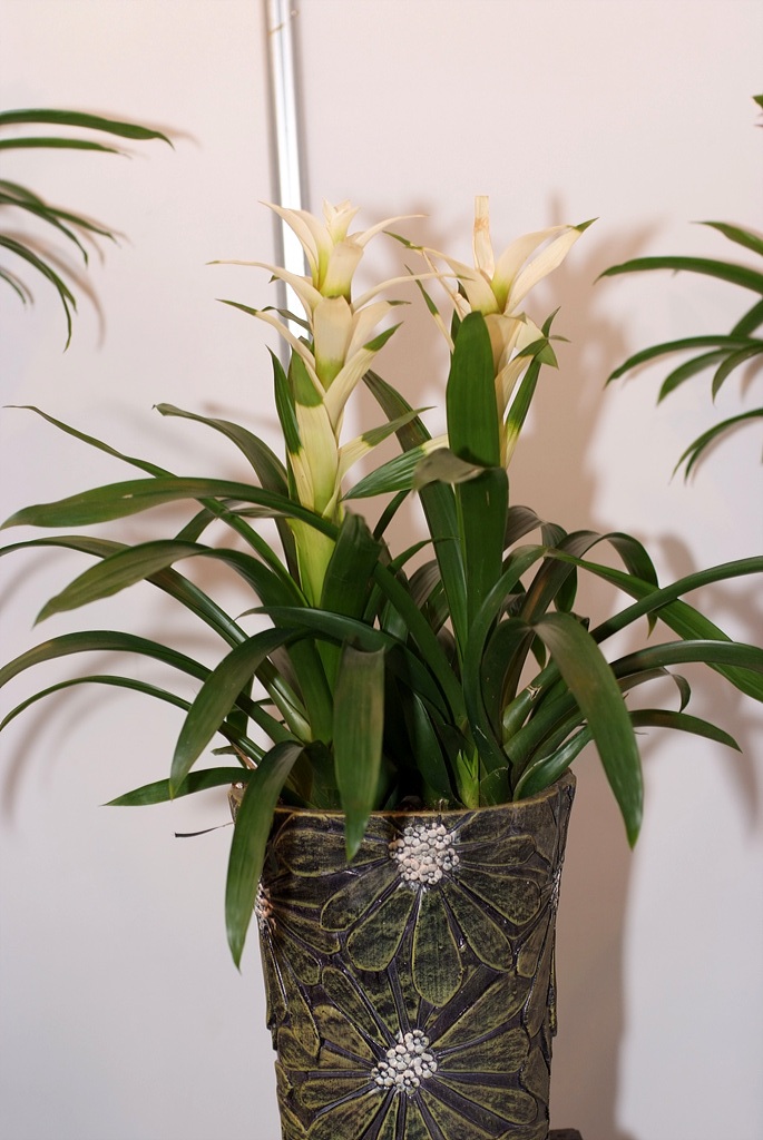 아나나스 - Ananas spp.