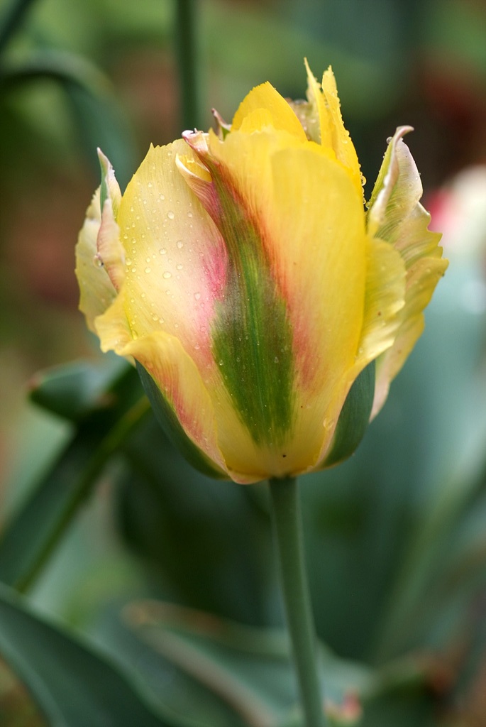 튤립 - Tulip, Tulipa gesneriana