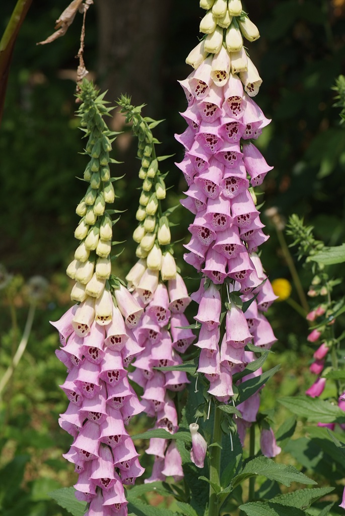디기탈리스 - Digitalis, Digitalis purpurea L.
