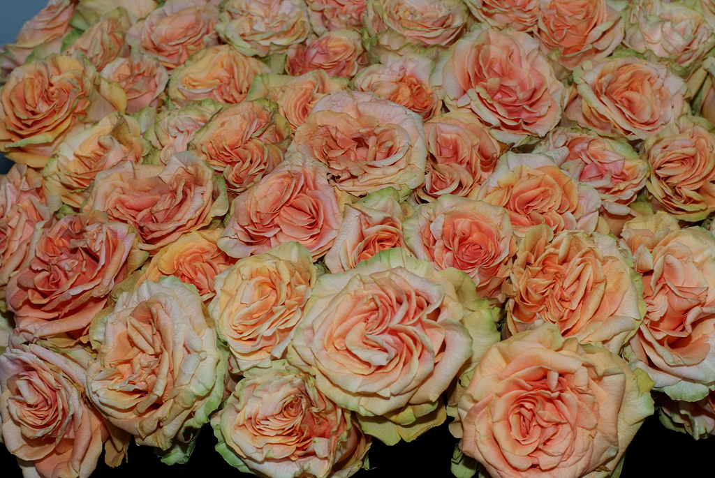 장미 - Rose, Rosa hybrida