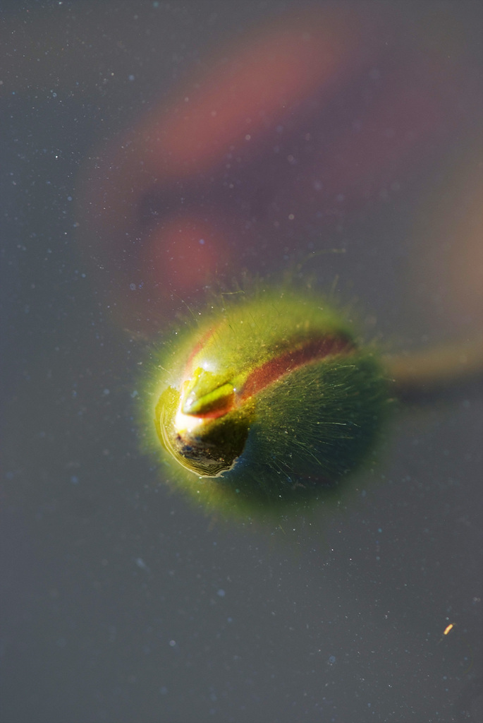 수련 - Nymphaea tetragona var. angusta