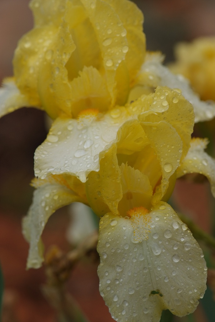 독일붓꽃 - German iris, Iris germanica L.