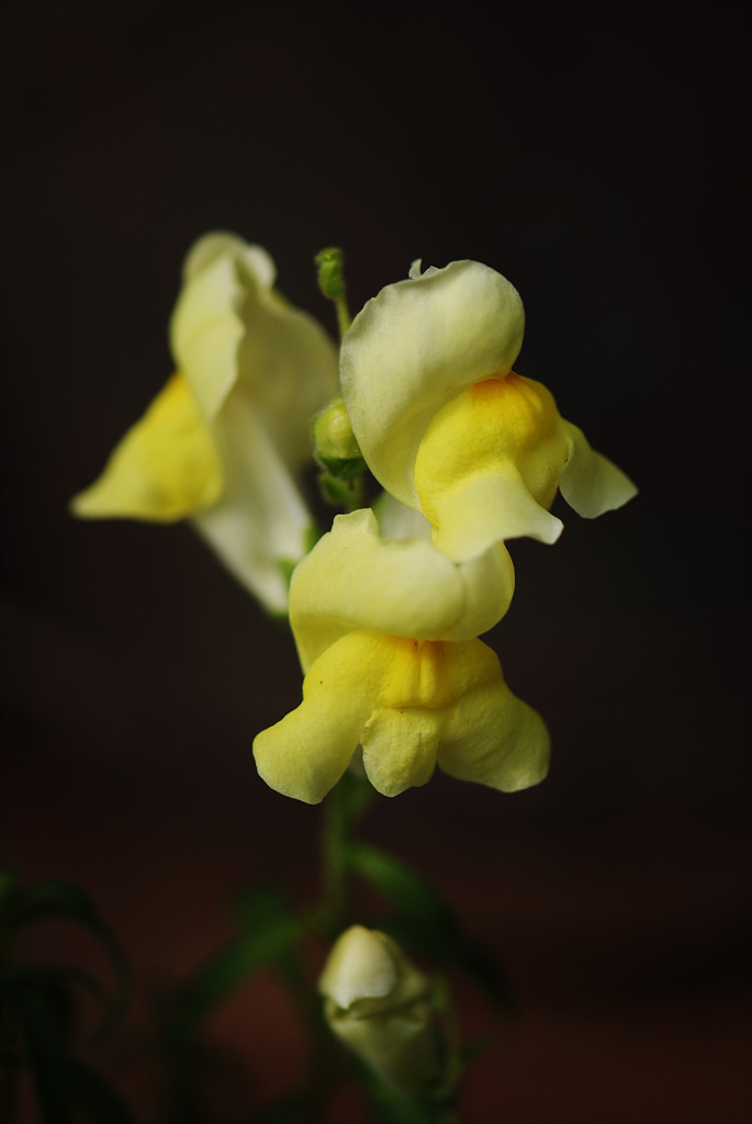 금어초 - snapdragon, Antirrhinum majus