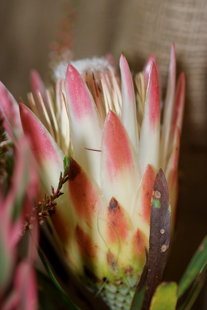 프로티아 리펜스 - Sugarbush, common sugarbush, real sugarbush, honey protea, suikerbos, stroopbos, Protea repens