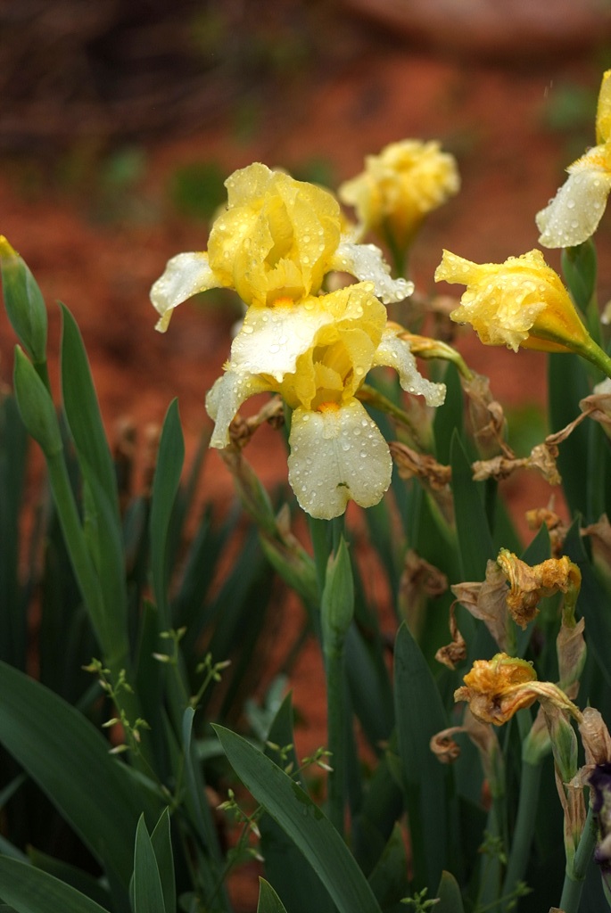 독일붓꽃 - German iris, Iris germanica L.
