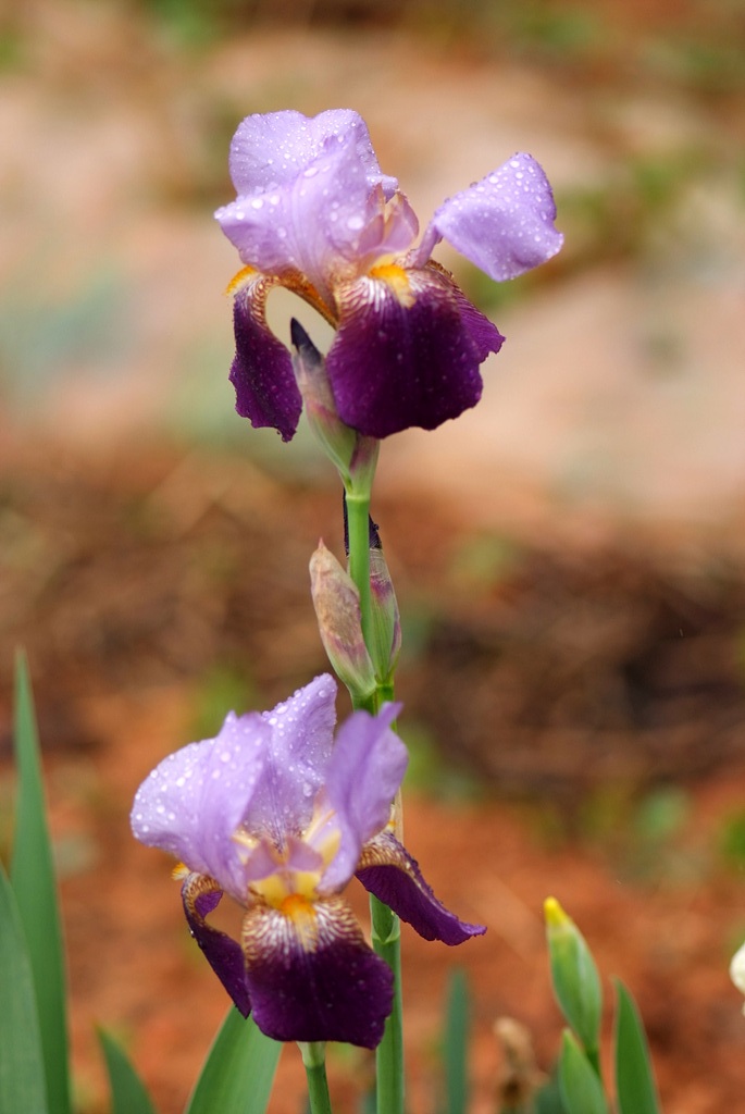 독일붓꽃 - German iris, Iris germanica L.