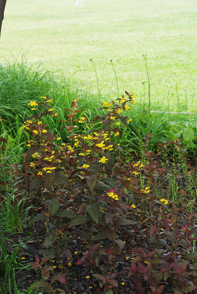 좁쌀풀 - Lysimachia vulgaris var. davurica (Ledeb.) R.Kunth