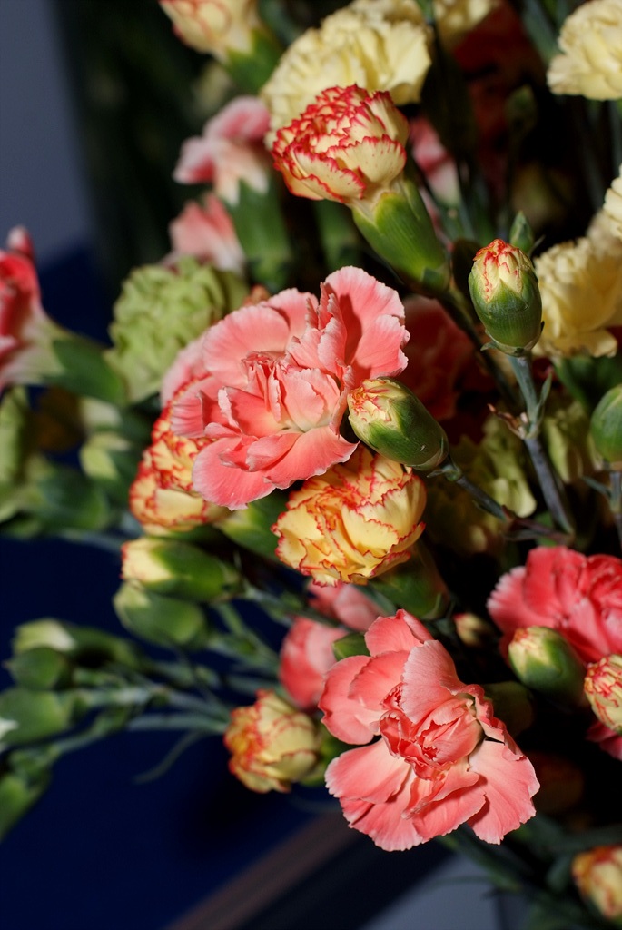 카네이션 - Bernard, Dianthus caryophyllus L.