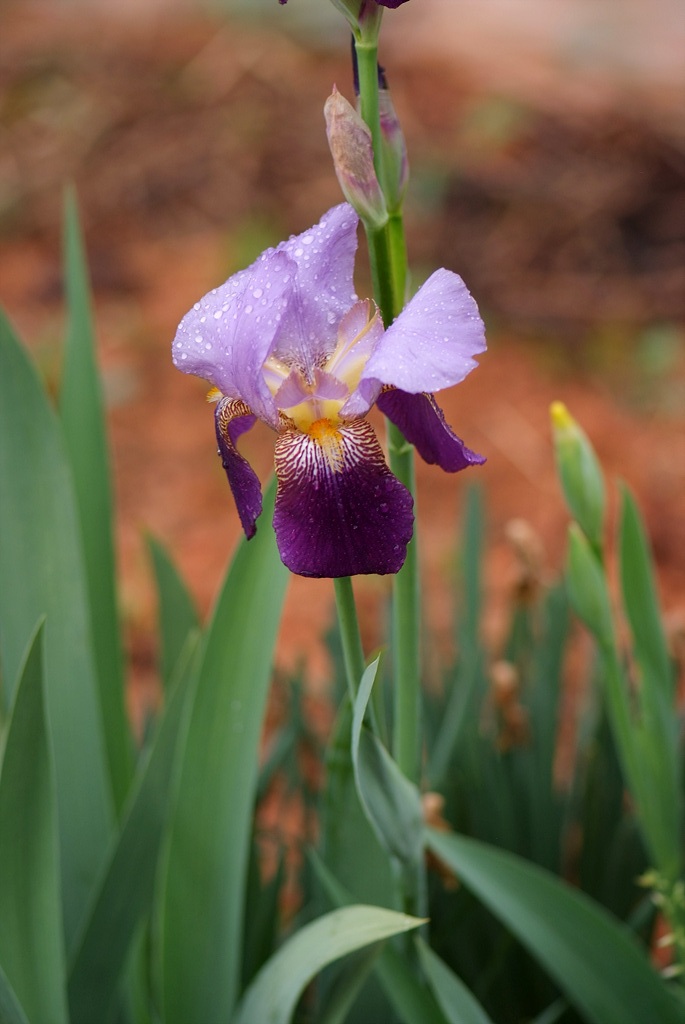 독일붓꽃 - German iris, Iris germanica L.