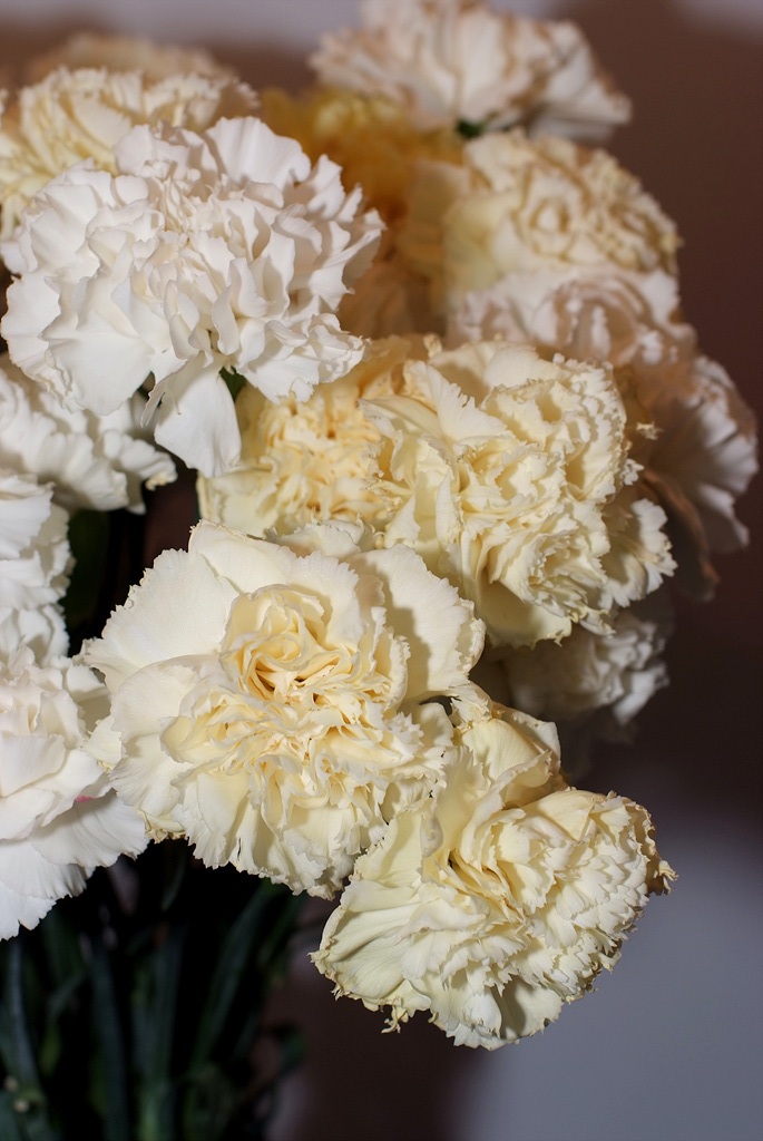카네이션 - Bernard, Dianthus caryophyllus L.