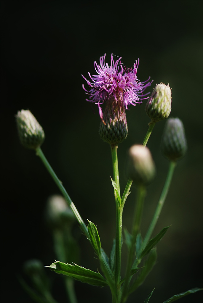 조뱅이 - Cephalonoplos segetum