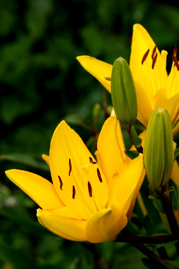 백합 - Lily, Lilium longiflorum Thunb.
